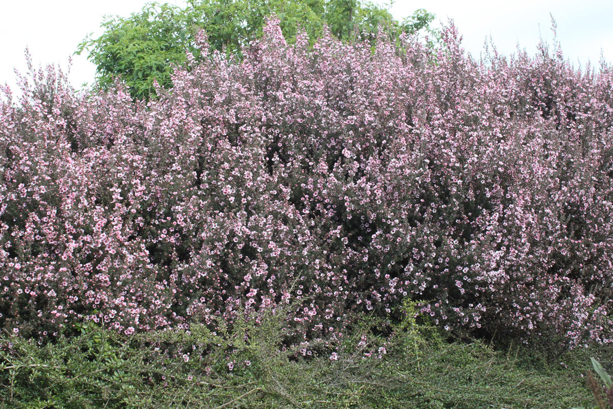 Leptospermum Wiri Sandra  (1).jpg